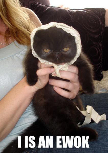 It Is An Evvok It Is An Evvok